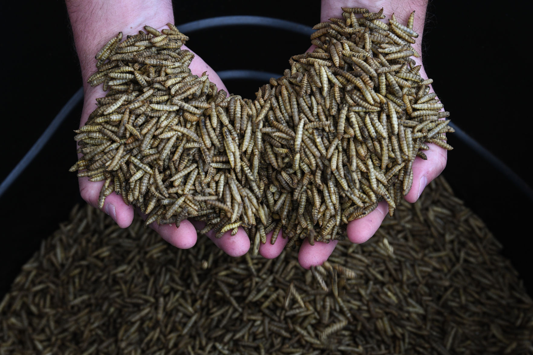 Maggots could revolutionize the global food supply